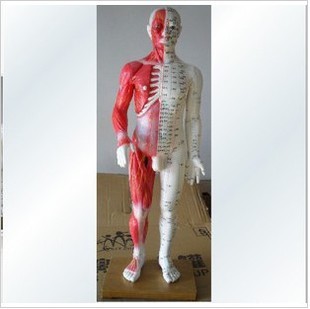 60cm超大人体经络模型/人体穴位模型/人体针灸模型 半肌肉模型