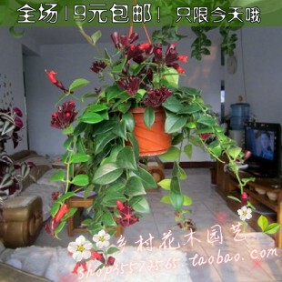 吊兰 家庭居室内垂吊观花植物中佳品 口红吊兰 净化空气 吸甲醛