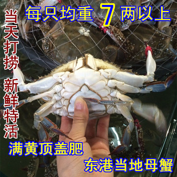 丹东东港鲜活海鲜 螃蟹 活梭子蟹 大飞蟹大海蟹 当天打捞新鲜特活