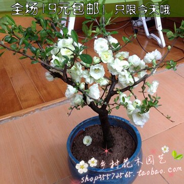 『乡村花木』新品种花卉★日本绿海棠★又叫白海棠 花型优美