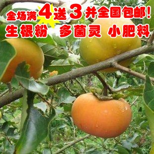 果树大苗★日本甜柿子★结果苗只卖20元 庭院植物盆栽地栽5棵包邮