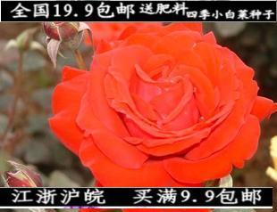 大花月季-绯扇(3年苗)带花苞