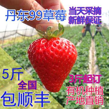 丹东东港马家岗秸秆99草莓 有机牛奶新鲜草莓现摘现发全国5斤包邮