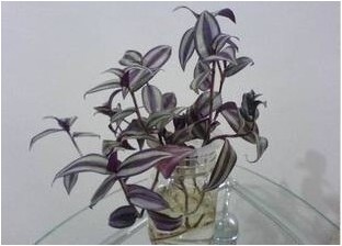 紫叶吊兰 吊竹梅 水培水生水养绿色盆栽室内花卉植物