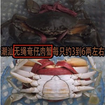 （无绳奄仔肉蟹）鲜活海产品.活螃蟹. 野生鲜活海蟹（净重青蟹）