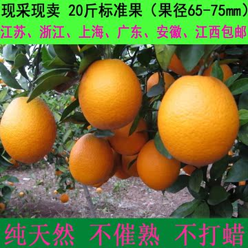 赣南现摘现发散装脐橙标准新鲜水果产地直销20斤6省包邮送礼佳品