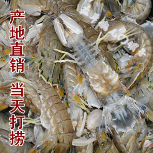 丹东东港鲜活海鲜 皮皮虾 虾蛄 虾爬子 琵琶虾 虾婆 攋尿虾螳螂虾