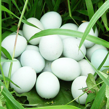来自深山里真正的原生态绿壳鸡蛋，10枚起拍！