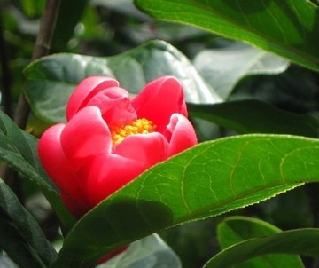 四季茶花苗 越南抱茎茶高档茶花品种 花卉盆栽 产地直销正品保障