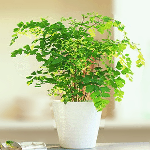 盆栽铁线蕨 中型植物 耐阴喜水适合放浴室 花木绿植 吸甲醛净化空