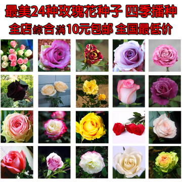 50粒精装 奇趣景观绿植盆栽花卉种子 红玫瑰花种子 玫瑰种子鲜花