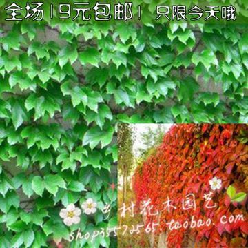 攀缘植物-五叶地锦-冬季叶变红.爬藤速度超快.可附墙 爬山虎