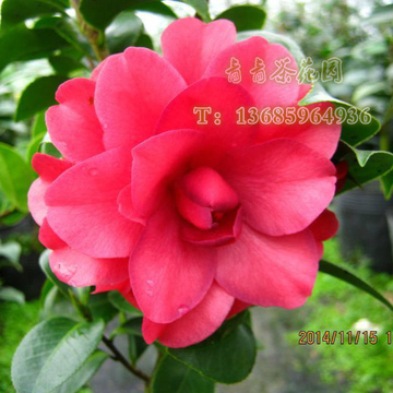 依丽娜茶花苗 红色茶花品种 花卉盆栽 高档品种茶花苗