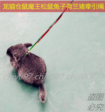 包邮魔王松鼠牵引绳训练绳貂牵引绳豚鼠荷兰猪龙猫遛弯绳兔子链子