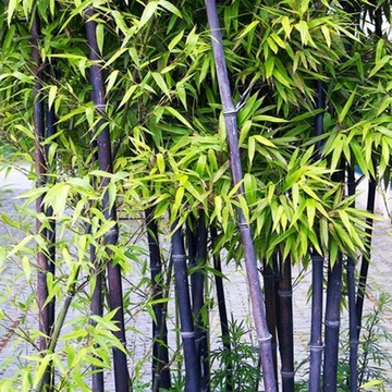 竹子苗 紫竹苗 庭院绿化的 竹子 青竹苗 黄金竹苗 花卉盆栽