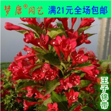 庭院植物 景叶植物 红王子锦带小苗 红花丛生锦带
