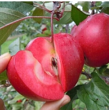 果树苹果树苗盆栽地栽嫁接红肉苹果苗红色之爱南方北方种植