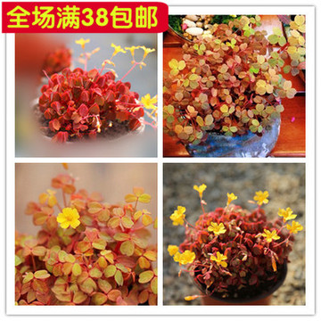 小红枫-熔岩-酢酱草-三叶草 营养钵种苗