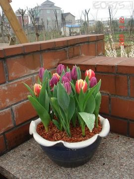 荷兰进口郁金香种球 洋荷花种子盆栽室内花卉庭院办公桌 土培水培