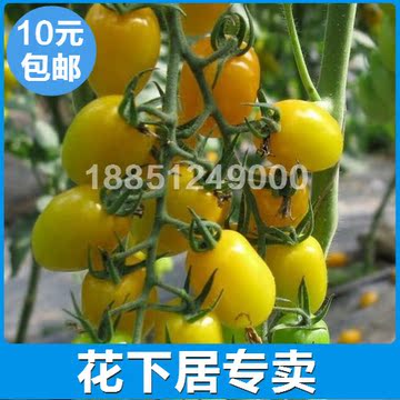 家庭装 黄罗成小番茄  西红柿蔬菜水果种子 庭院阳台种菜盆栽