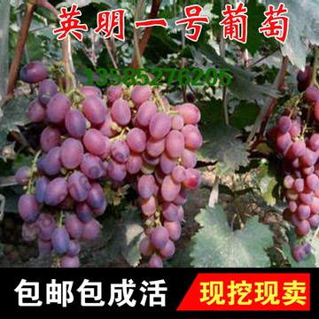 葡萄树苗批发 新品种葡萄 英明一号葡萄苗 早熟高产 南方北方种植