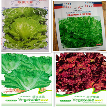 蔬菜种子 大速生菜种子 结球 紫叶生菜 阳台种菜 5个品种满18包邮