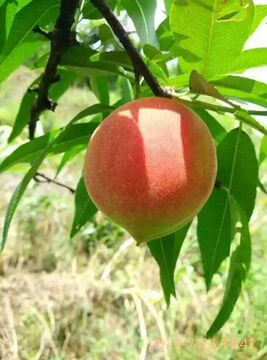 原生态新鲜穆阳水蜜桃子 当天采摘 自然熟无污染无添加 泉州同城