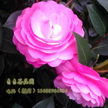 【水屋】粉色茶花 扦插盆栽小苗 1-2年苗 高20-30 单枝条