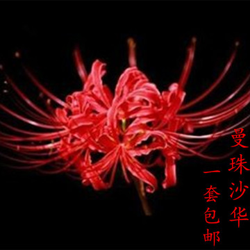 盆栽彼岸花大种球红花石蒜花-曼珠沙华-曼陀罗种子套餐包邮