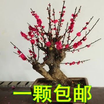 梅花 高档盆栽 红梅花 梅花苗 乌梅 红梅桩 树桩盆景 包成活促销