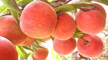 桃树苗 春红桃―极早熟桃、全红型、硬肉桃品种
