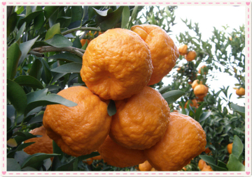 江西特产 赣南碰柑 农产品自种 5斤装 更好吃的水果