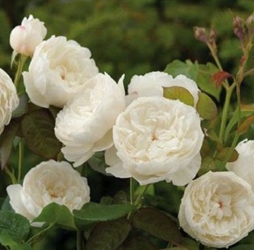 威廉凯瑟琳 白色月季白色必选品种 月季玫瑰苗 藤本月季小苗批发