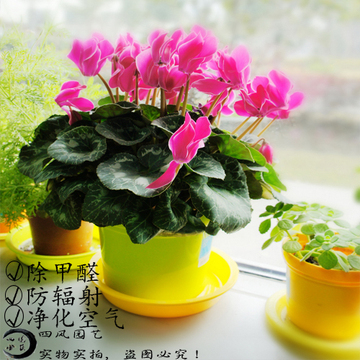 室内植物花卉盆栽 仙客来-年宵花卉绿植秋冬春节开花