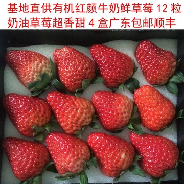 最新季节精选新鲜奶油草莓牛奶甜草莓鲜果1盒 广东省满4盒包邮