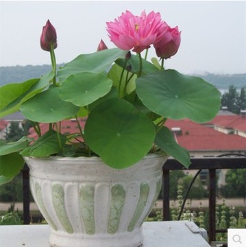 阳台花卉植物水培碗莲种子 多品种选择 品种看描述