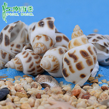 海螺贝壳海星珊瑚礁白米螺 纯天然海景配件微景观摆件创意礼品