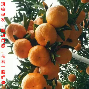 湖北秭归绿色原生态椪柑 新鲜水果 现摘现发 5斤包邮桔子橘柑