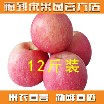 【福到来果园】临猗 红富士苹果 12斤泡沫箱装 新鲜苹果 水果批发