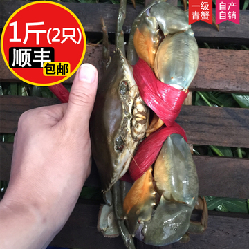 广州南沙青蟹 一级公蟹(肉蟹)1斤 鲜活海鲜 大螃蟹红鲟蟹赤蟹送礼