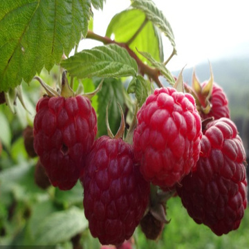 果树苗红黑树莓种苗南方北方土地种植室内庭院盆栽包成活包邮