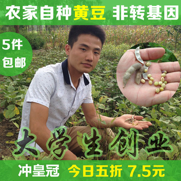 5件包邮黄豆新货 农家自种小黄豆500g批发非转基因发豆芽豆浆专用