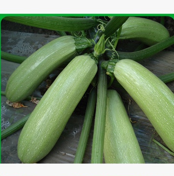 西葫芦 蔬菜种子菜籽 阳台种菜 盆栽 高出芽率精装