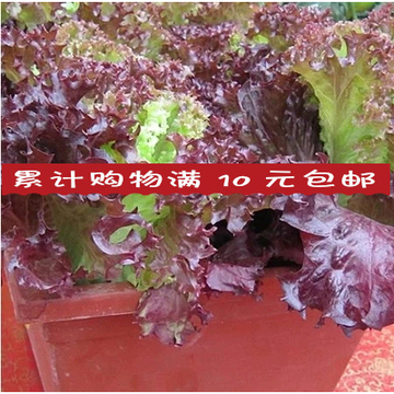 国外引进特色养生紫色保健蔬菜生菜种子营养菜减肥菜四季易种阳台