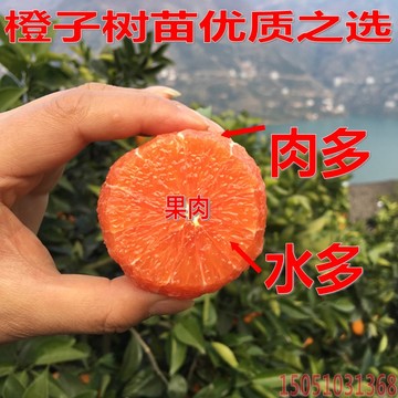 红肉橙子苗嫁接果树新品种树苗包邮橙子树苗盆栽地栽南北方种血橙
