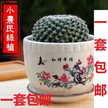 【天天特价】仙人球玉翁多肉植物办公室桌面盆栽防辐射开花含盆