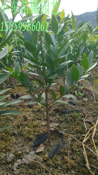 竹柏苗又名长寿竹 绿化苗 杯苗 占地苗 两年苗多分枝 100棵起批卖
