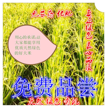 曹妃甸绿色有机稻米 天然健康比东北大米还好吃 免费品尝新米包邮
