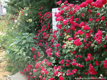 蔷薇多花植物庭院植物玫瑰月季爬藤遮阴植物绿植盆栽鲜花盆景