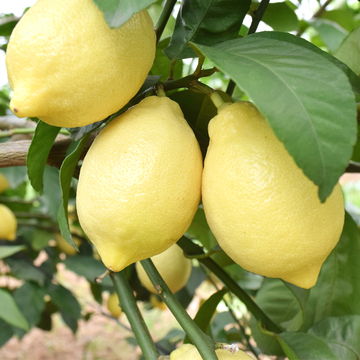 安岳黄柠檬1.5kg小果子18-25个特价直供包邮